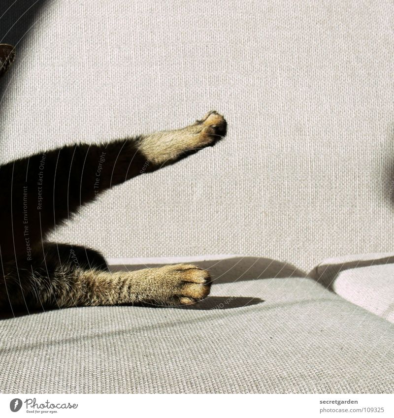 Cat gymnastics Sofa Animal Claw Cat's paw Paw Relaxation Cleaning Lick Outstretched Hang Striped Cloth Physics Cuddly Gray Cozy Slouch Television Material