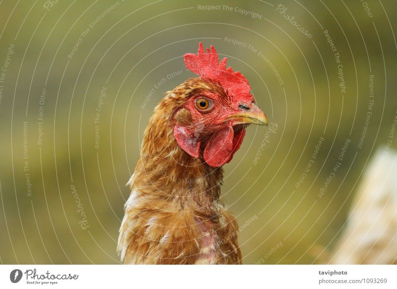 portrait of brown hen Meat Face Woman Adults Nature Animal Bird Stand Natural Brown Green Red Chicken poultry Farm head Agriculture background Domestic eye one