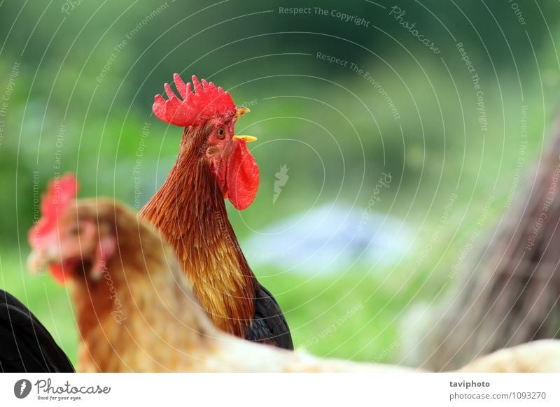 singing rooster over green background Beautiful Clock Man Adults Nature Animal Bird Stand Natural Brown Red Pride Rooster Chicken Farm poultry agriculture Crest