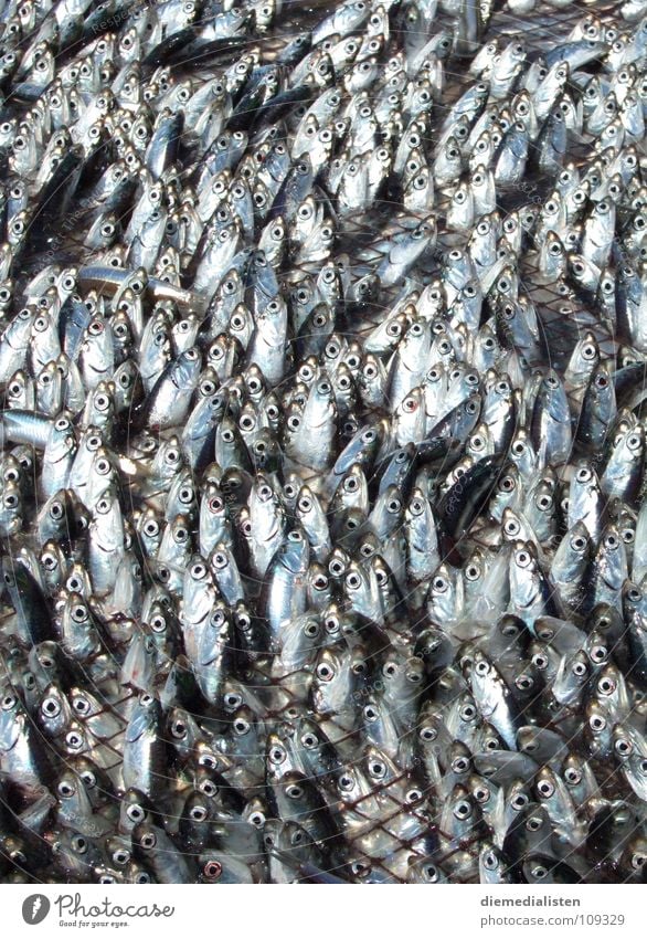 fresh fish Fishery Sardine Fisherman Fishing (Angle) Pattern Panic Animal fishnet cruelty to animals trawl Death End Fear Net Network