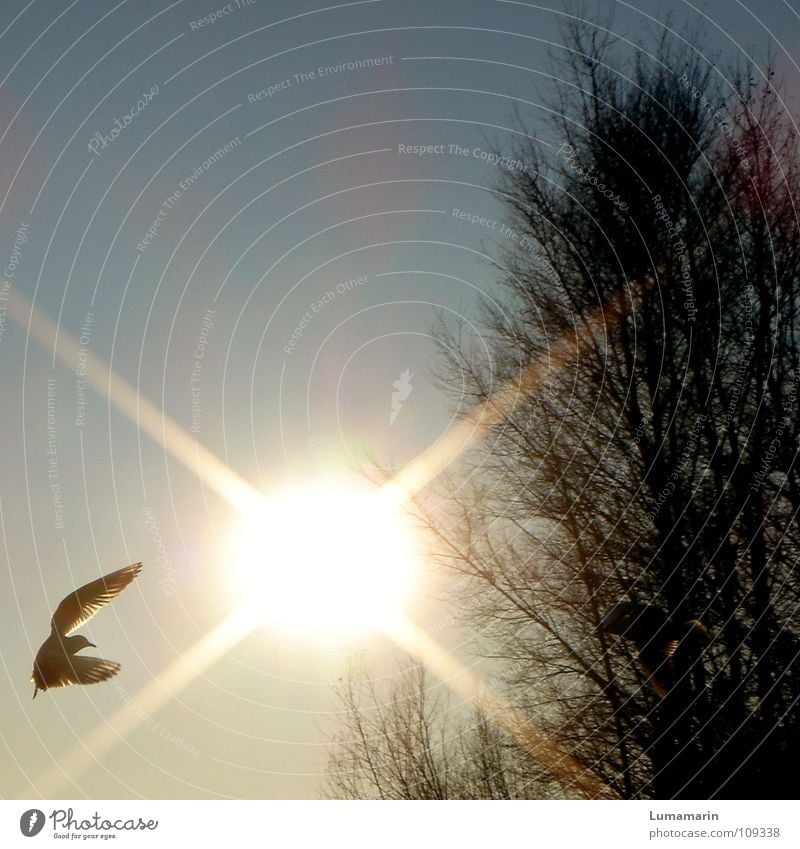 blinded by the light Bird Seagull Sunbeam Burn Flashy Hard Strong Light Dazzle Tree Branchage Sunset Black Gray Yellow White Sky Silhouette Wing Aviation Flying