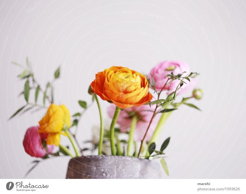spring greeting Nature Plant Spring Summer Tree Leaf Blossom Multicoloured Moody Buttercup Blossoming Decoration Bouquet Colour photo Interior shot Close-up