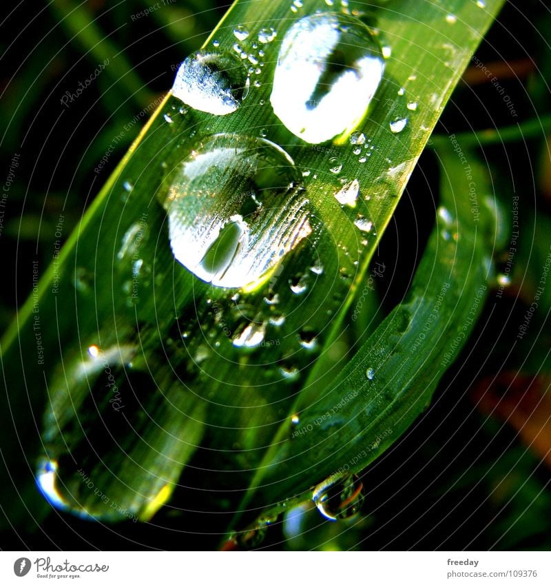 ::: Rain down on me 2 ::: Wet Drops of water Damp Round Background picture Near Photosynthesis Green Leaf Deities Plant Bright green Vessel Lower Saxony