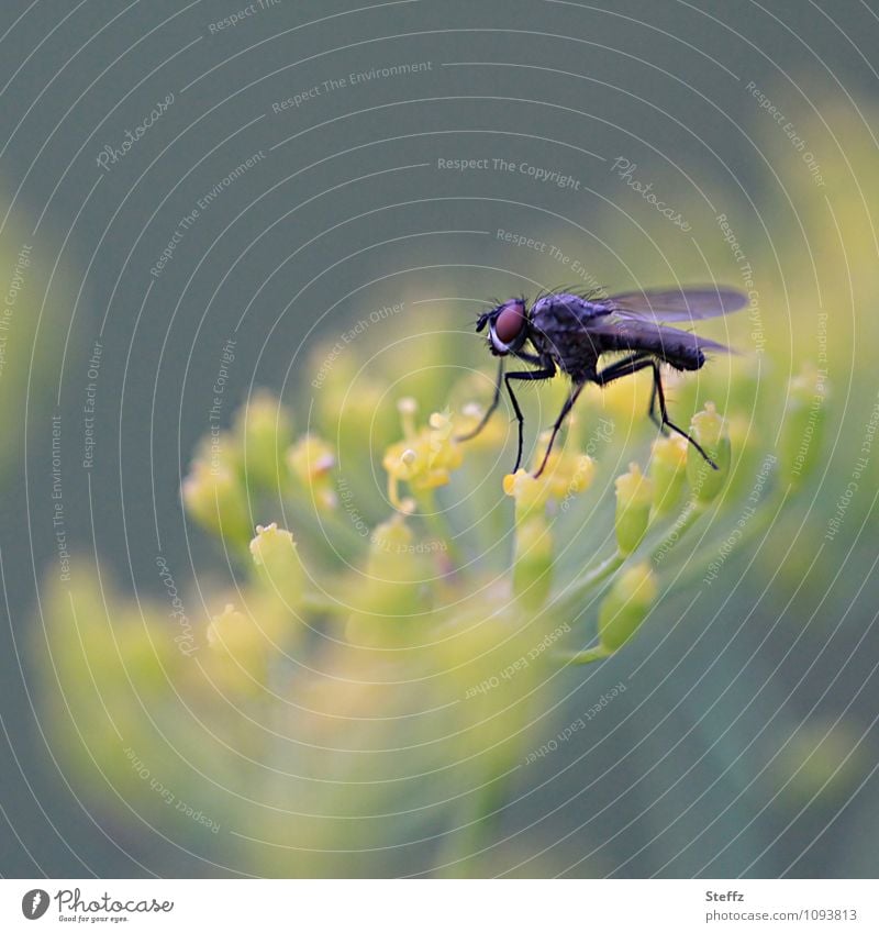 Longlegs on the dill flower Dill Dill flower Ease Fly hairy fly Compound eye fly legs flycatcher Long-legged Crawl Country life Rural Summery organic naturally