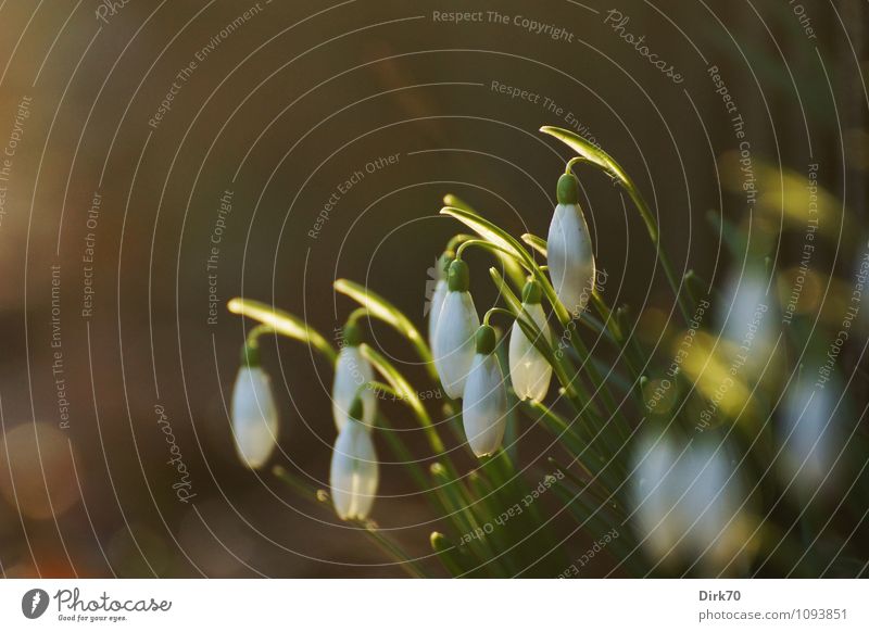 Snowdrops, morning back light Garden Plant Sun Sunlight Spring Beautiful weather Flower Blossom Park Meadow Blossoming Growth Esthetic Friendliness Happiness