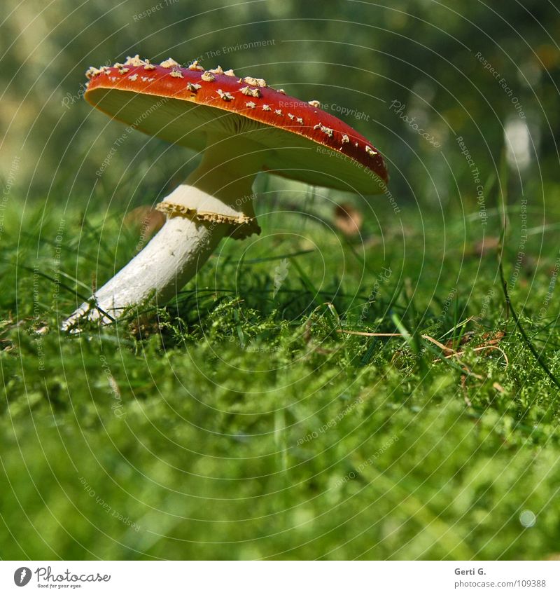 cuddly Flexible Amanita mushroom Woodground Autumn Poison Flake Intoxicant Symbols and metaphors Stand Growth Green Sunlight Curved Bend Warped Grass Meadow