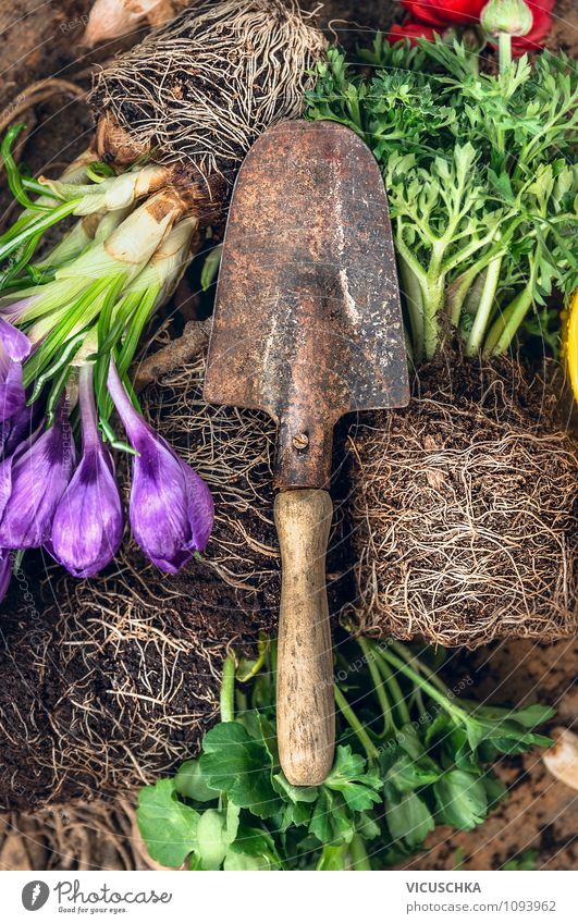 Old shovel and potted flowers Lifestyle Style Design Leisure and hobbies Summer Garden Decoration Gardening Nature Spring Autumn Plant Flower Sign Natural Retro