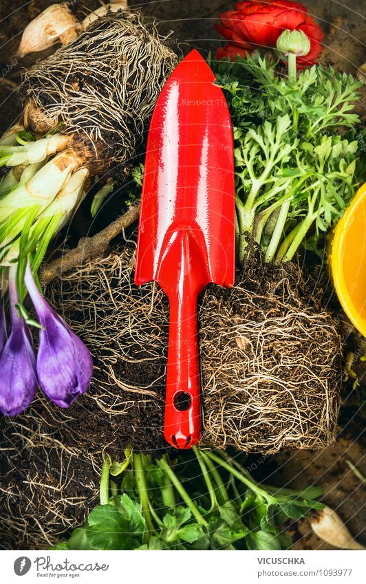 Red shovel on flowers with root Lifestyle Style Design Garden Decoration Nature Plant Spring Summer Autumn Flower Blue Green Black Moody Freedom Shovel