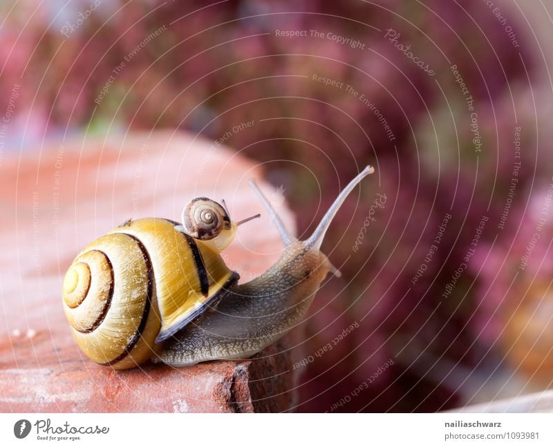 banded snail Body House (Residential Structure) Garden Animal Crawl Exceptional Large Small Near Slimy Crumpet snails Plagues Mollusk mollusc Mucus creeping