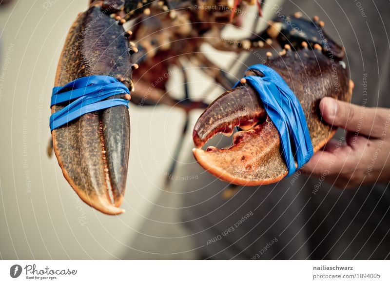 Fresh live lobster Food Seafood Nutrition Organic produce Life Man Adults Hand Animal Wild animal Claw 1 Large Delicious Natural Beautiful Blue Brown Red