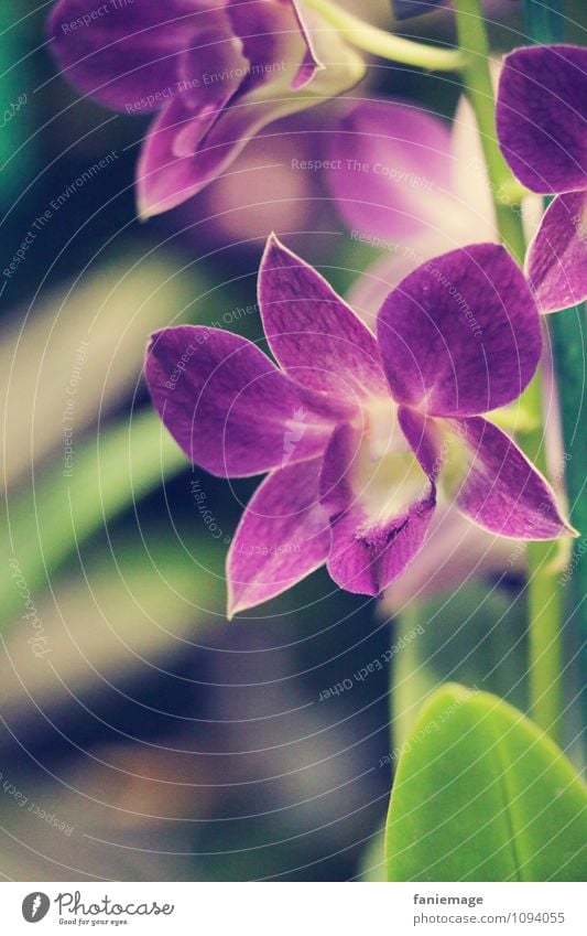 purple Nature Plant Summer Flower Orchid Leaf Blossom Exotic Decoration Beautiful Violet Flowering plant Calyx Green Stalk Subdued colour Star (Symbol)