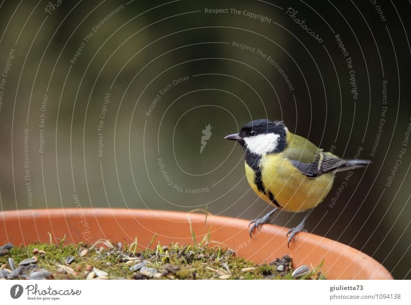 Mrs. Meise at breakfast Nature Spring Garden Animal Wild animal Bird Songbirds Tit mouse 1 Observe Sit Beautiful Small Cute Yellow Black Attentive Watchfulness