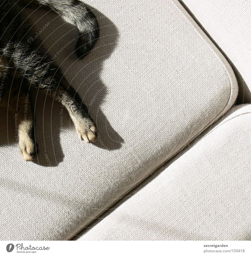 free corner on the sofa Sofa Cat Animal Claw Cat's paw Paw Tails Relaxation Outstretched Hang Striped Cloth Physics Cuddly Gray Cozy Slouch Television Material