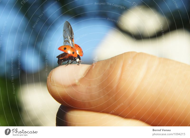 air thumbnail Garden Child Hand Sit Beginning Insect Ladybird Red Cute Thumb Thumbnail Blue sky Infancy Skin Point Wing Departure Warmth Colour photo Detail Day