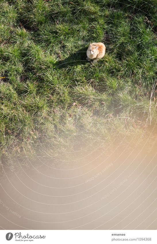 Cat in the grass Trip Far-off places Freedom Garden Landscape Grass Meadow Animal Pet 1 Discover Relaxation Communicate Looking Sit Wait Tall Green Trust Loyal