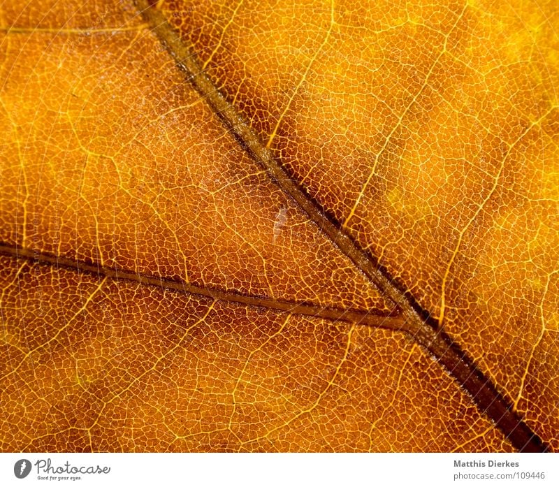 THE AUTUMN II Autumn Autumnal Autumn leaves Autumnal colours Rachis Yellow Macro (Extreme close-up) Section of image Background picture