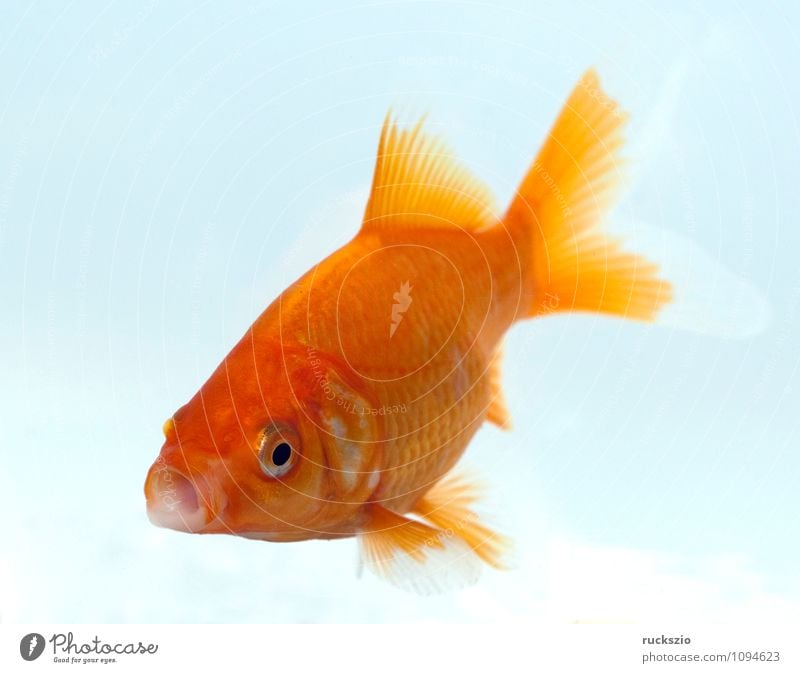 goldfish, carassius gibelio, freshwater fish Nature Animal Water Free Red White Goldfish Carassius auratus aurate cultivated breed of Carp Fish Ornamental fish