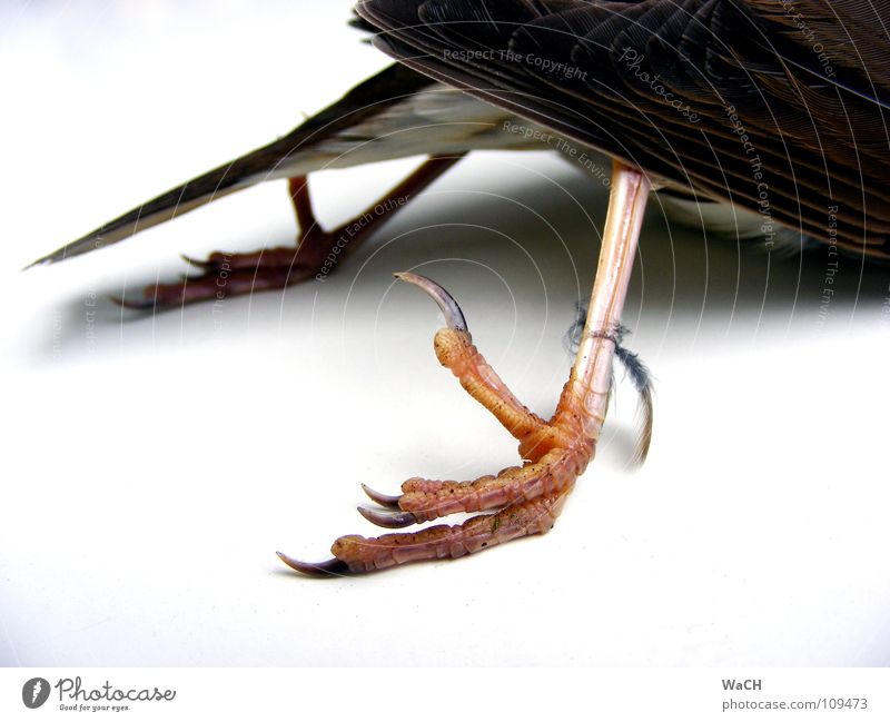 crow's feet Bird Claw Lie Infinity Crow Fuzz Hind leg Migratory bird Feather tail feathers Colour photo Studio shot Day Artificial light Hind quarters Tails