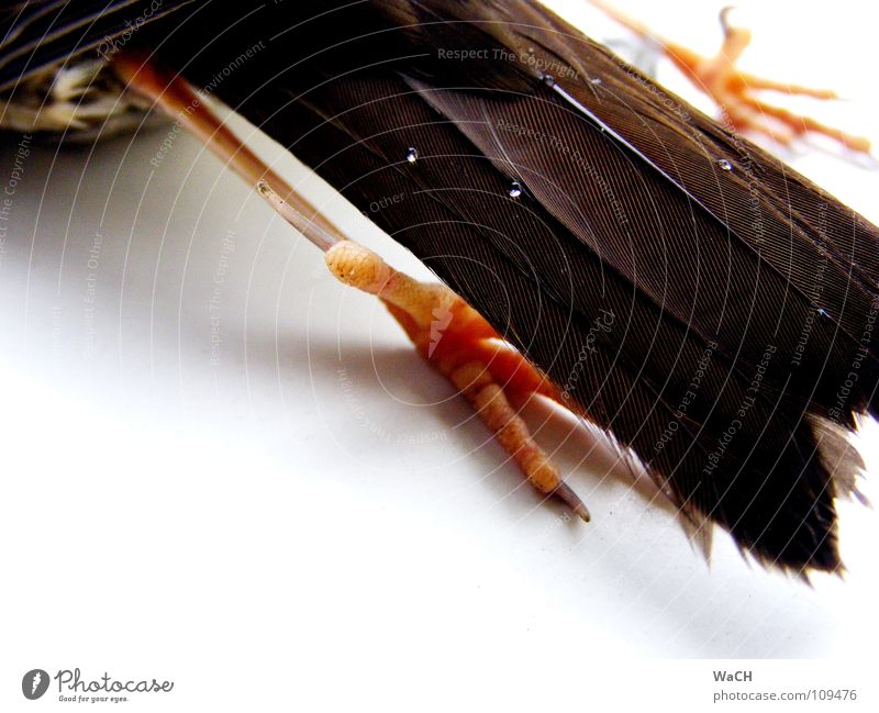 slanting position Bird Claw Lie Free Crazy Perspective Crow Hind leg Migratory bird Feather tail feathers Colour photo Studio shot Day Artificial light Tilt