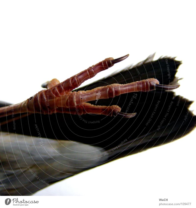 outlaw Bird Claw Lie Crow Nail Fuzz Hind leg Migratory bird Feather tail feathers Colour photo Studio shot Day Artificial light Hind quarters Tails