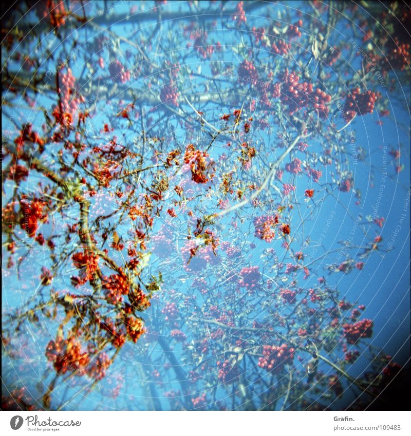 Red Berries Bushes Autumn Winter Rawanberry Small 2 Holga Cross processing Edible Poison Maturing time Grown Leafless Lomography Garden Park Twig Branch Blue
