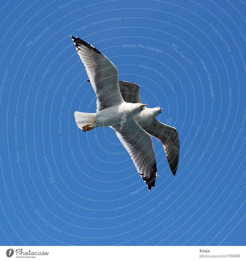 twosome Bird Seagull Together Connectedness Hover White Flying Sky Blue Pair of animals In pairs 2 Isolated Image Worm's-eye view Bright background Clear sky