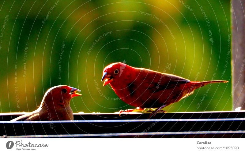 Lovebirds Nature Summer Bird 2 Animal Pair of animals To feed Small Red Happy Spring fever Loyal Love of animals Curiosity Esthetic Exotic Colour Attachment