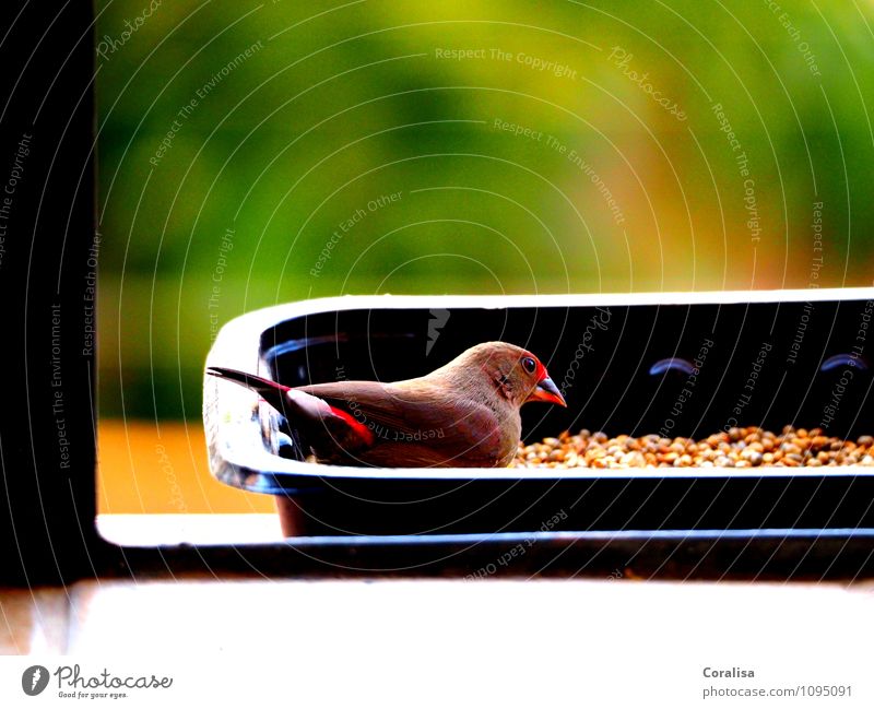 Pecking at the Koerner's finch Nature Animal Summer Bird 1 Observe To feed Wait Esthetic Small Curiosity Cute Feminine Soft Brown Red White Watchfulness