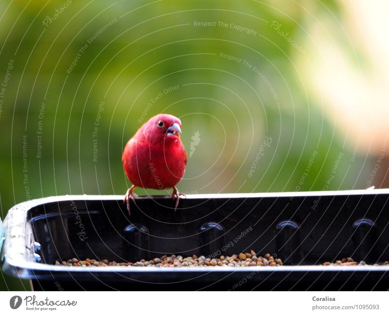 chatterbox Relaxation Nature Animal Summer Bird 1 To hold on Crouch Laughter Wait Healthy Small Curiosity Cute Green Red Black Calm Esthetic Expectation Serene