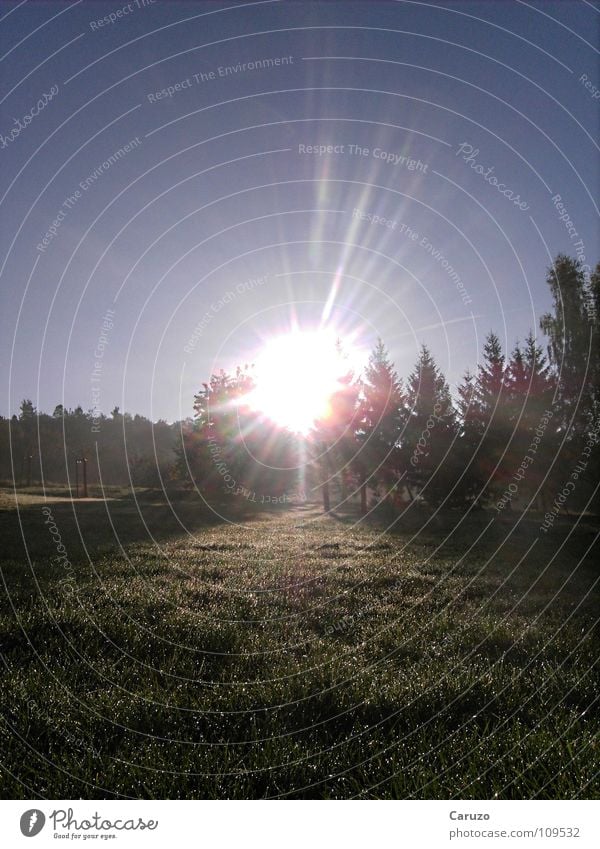 morning sun Morning Sun Light Arise Dazzle Radiation Sunbeam Grass Forest Tree Bright Celestial bodies and the universe Boredom Siegwinden Rope Central Midfield