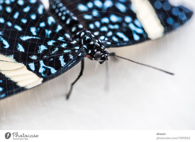 Butterfly with text space Environment Animal Wing Insect 1 Sit Exotic Small Natural Blue Black White Nature Colour photo Interior shot Deserted Copy Space right