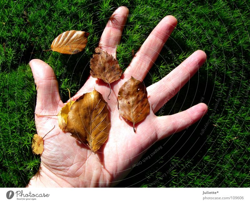 autumn feeling Hand Grass Leaf Touch Emotions Autumn Green Brown Fall down Transience five fingers