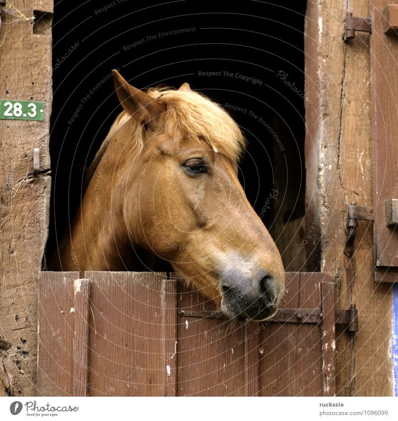 horse head, stable doors Animal Door Pet Horse Observe Horse's head Barn Look out Half-timbered facade Half-timbered house Mammal horses watch truss
