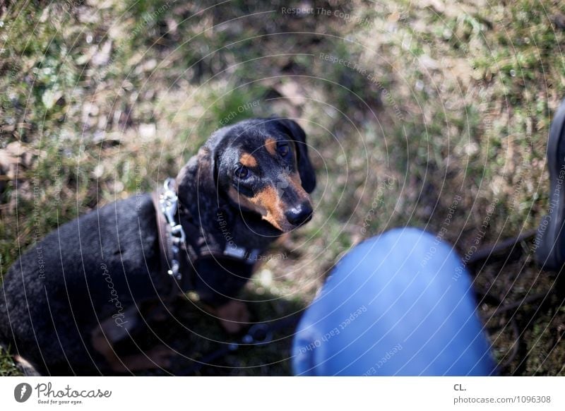 c+C Leisure and hobbies Human being 1 Beautiful weather Grass Meadow Animal Dog Animal face Pelt Dachshund Observe Sit Wait Cute Happy Contentment