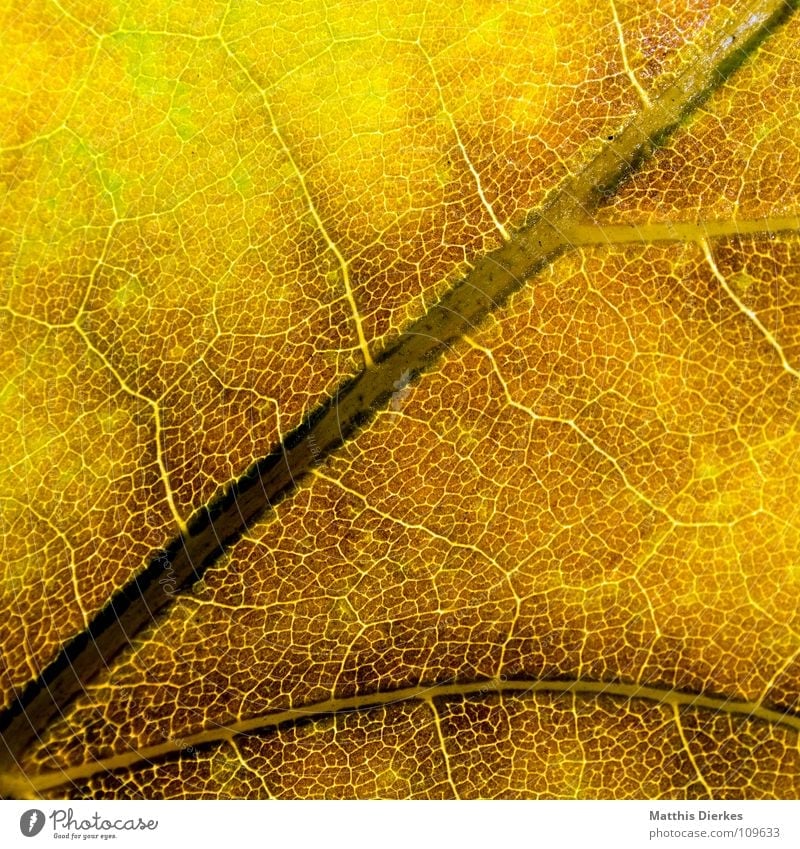 THE HERBST III Autumn leaves Autumnal Autumnal colours Rachis Yellow Macro (Extreme close-up) Section of image Background picture
