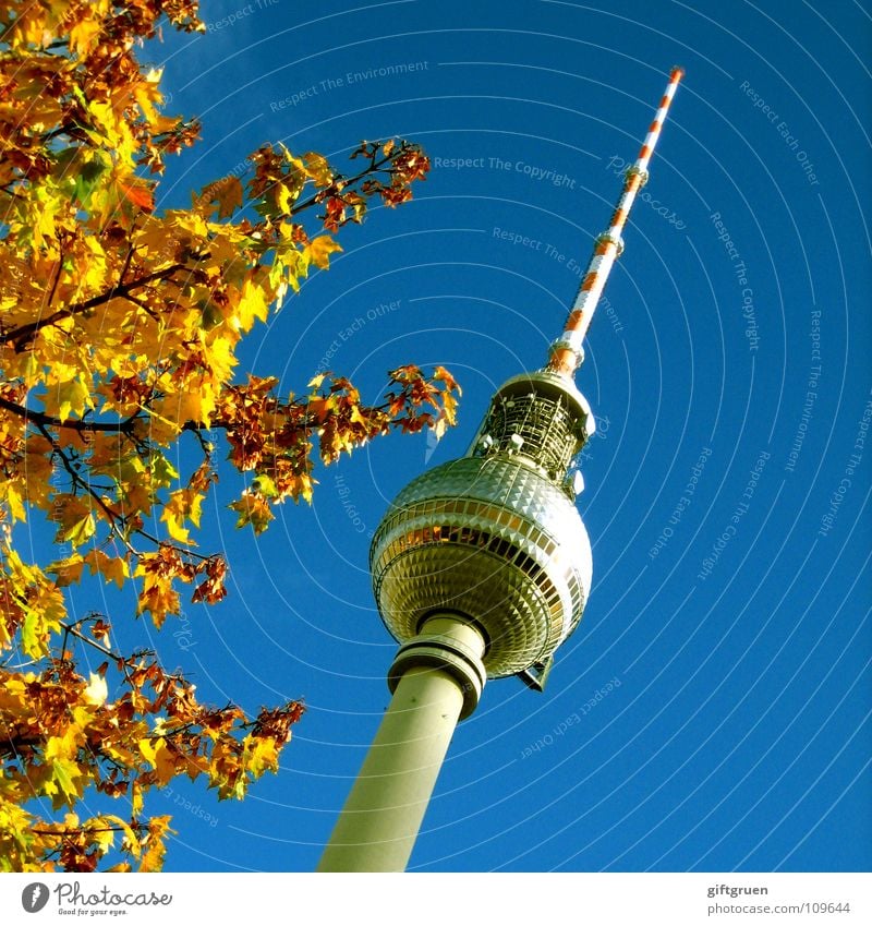 autumnal dominant Alexanderplatz Downtown Berlin Landmark Tourism Art Sightseeing Autumn Tree Leaf Radio (broadcasting) Television Sky Monument