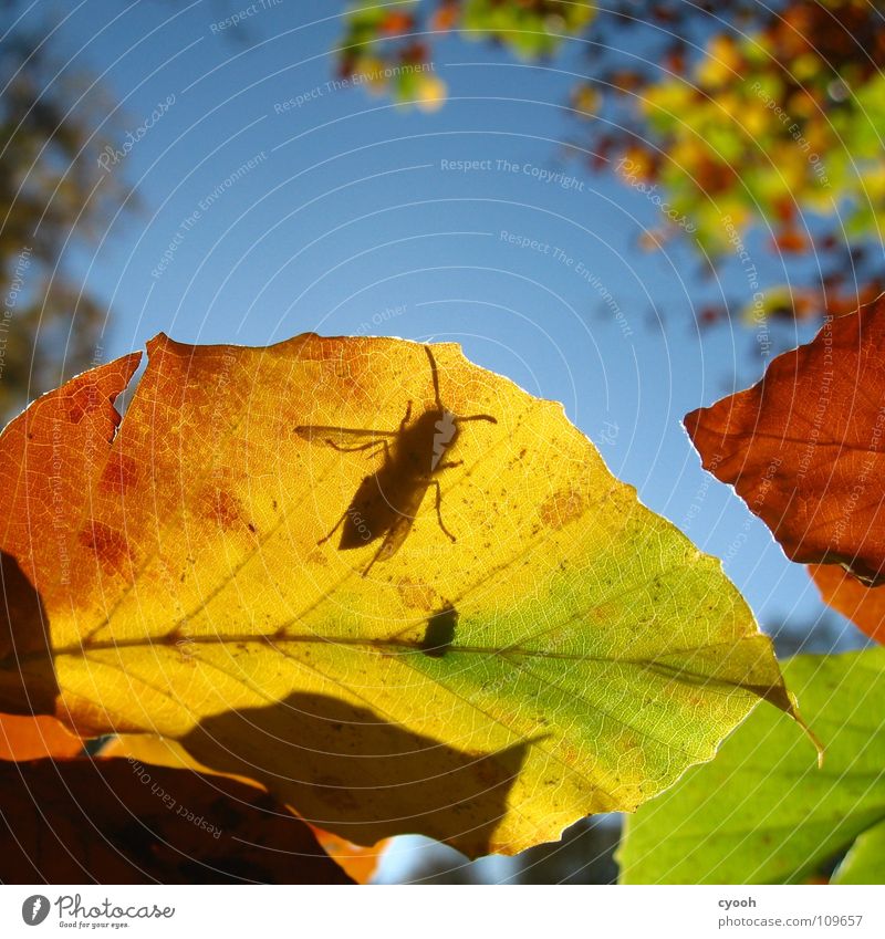what are you looking for? Autumn Multicoloured Leaf Green Yellow Brown Red Autumnal colours Tree Wasps Insect Search Alert Feeler Rachis Arrangement Square