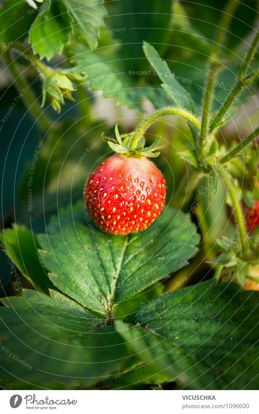 Strawberry in the garden Fruit Organic produce Lifestyle Healthy Eating Summer Garden Nature Holiday season Vitamin Harvest Leaf Plant Gardening variety Green