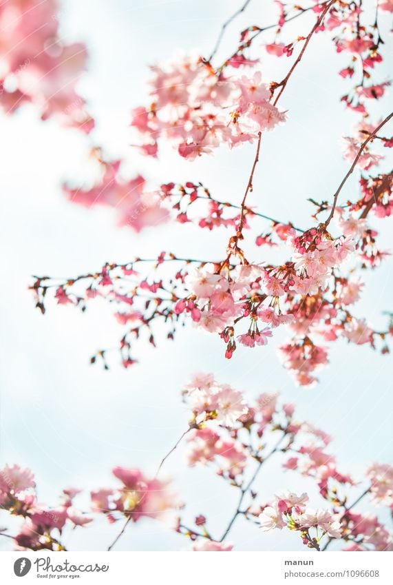 Fruitless Nature Spring - a Royalty Free Stock Photo from Photocase