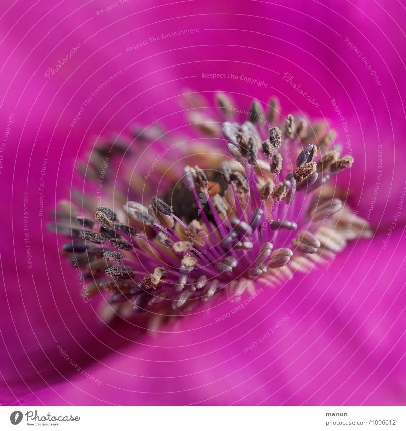 feather duster Nature Spring Summer Plant Flower Blossom Anemone Stamen Herbaceous plants Natural Pink Colour Gaudy Colour photo Structures and shapes
