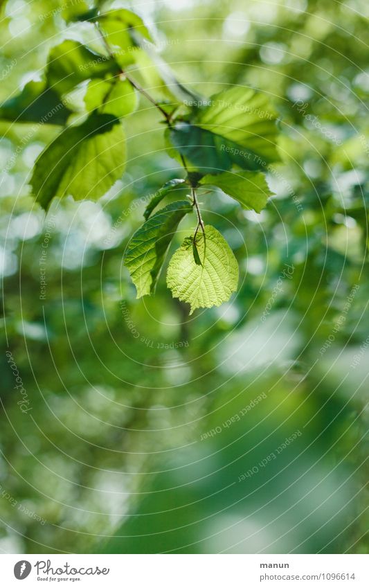 Green is the main thing Nature Spring Summer Tree Leaf Twig Spring colours Growth Fresh Natural Spring fever Colour photo Exterior shot Structures and shapes