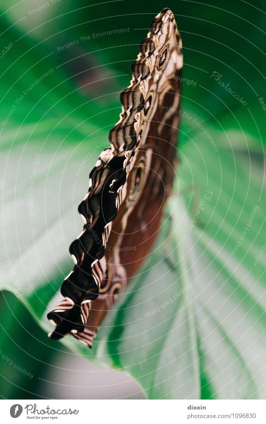 waves Environment Nature Animal Plant Leaf Foliage plant Wild animal Butterfly Wing 1 Sit Undulation Wavy line Waves Ease Delicate Easy Colour photo Deserted