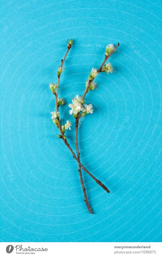 postcard. Nature Plant Tree Flower Leaf Blossom Foliage plant Bud Cherry tree Cherry blossom Twigs and branches Green Turquoise Still Life Break open Spring