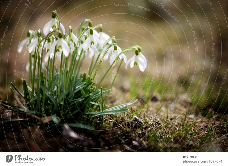 spring messengers II Elegant Style Nature Earth Spring Beautiful weather Plant Flower Grass Moss Leaf Blossom Wild plant Snowdrop Spring flowering plant