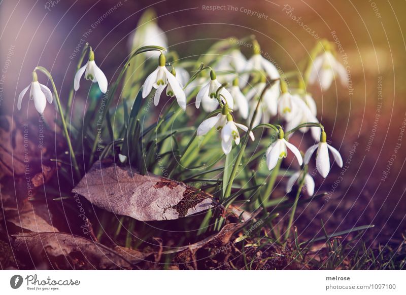 snowdrops Style Nature Plant Earth Sun Sunlight Spring Beautiful weather Flower Leaf Blossom Wild plant Spring flowering plant Snowdrop Amaryllis knotweed