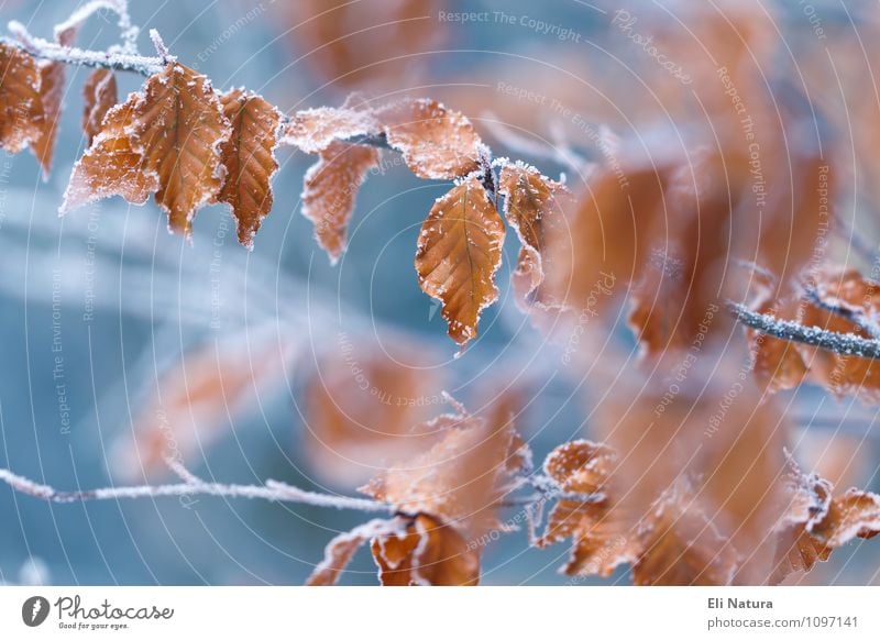 Frosty leaves Nature Plant Animal Winter Ice Snow Tree Bushes Leaf Wild plant Park Forest Blue Brown Orange White Calm Cold Colour photo Multicoloured