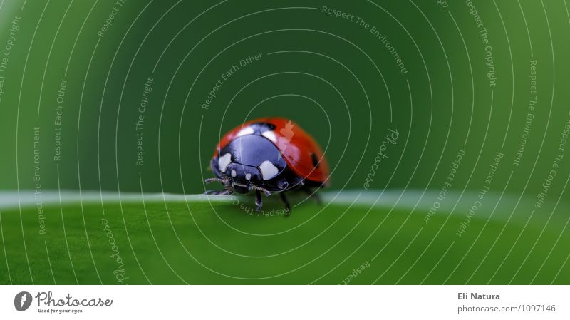 ladybugs Nature Spring Summer Beautiful weather Plant Grass Leaf Foliage plant Meadow Animal Wild animal Beetle Ladybird 1 Blue Green Red White Contentment