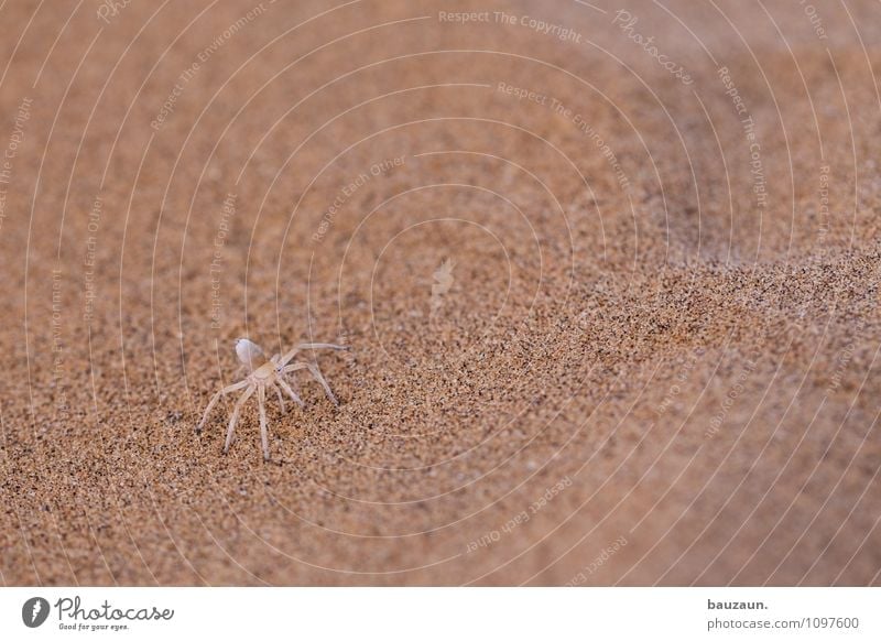 white lady. Vacation & Travel Tourism Trip Adventure Sightseeing Nature Earth Sand Desert Namibia Namib desert Africa Animal Wild animal Spider 1 Observe Exotic