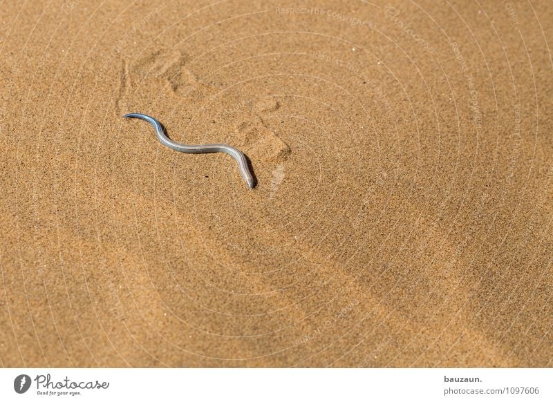 ...in a queue. Vacation & Travel Tourism Trip Adventure Sightseeing Nature Earth Sand Sun Summer Desert Namibia Namib desert Africa Animal Wild animal Snake 1
