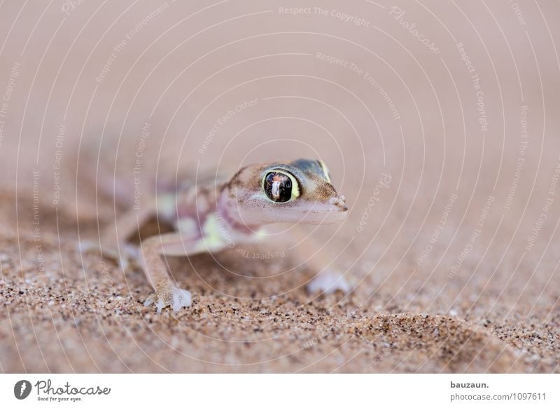 so. Vacation & Travel Tourism Trip Adventure Sightseeing Nature Earth Sand Desert Namibia Namib desert Africa Animal Wild animal Animal face Gecko 1 Eyes